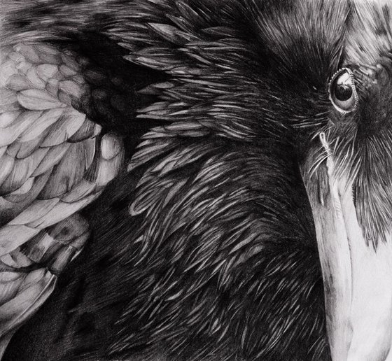 Raven pencil drawing