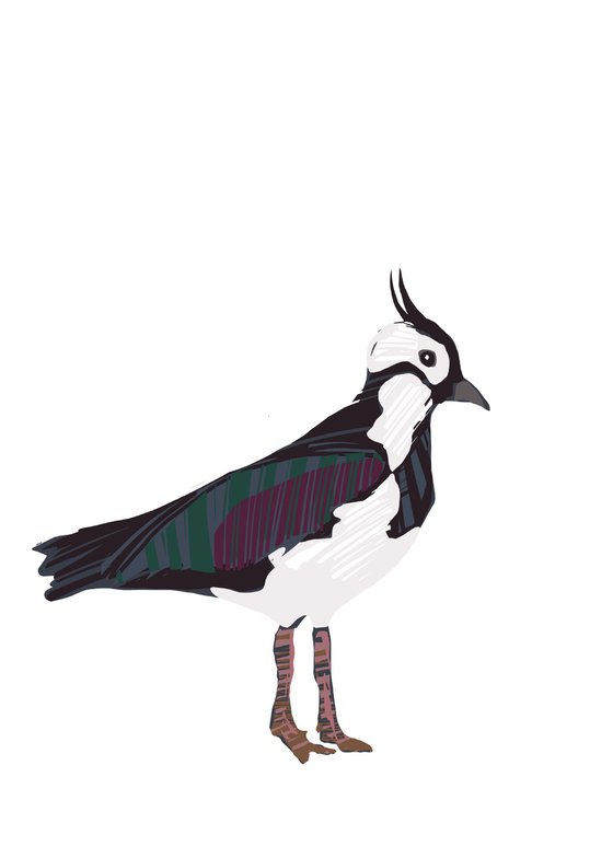 A LAPWING BIRD