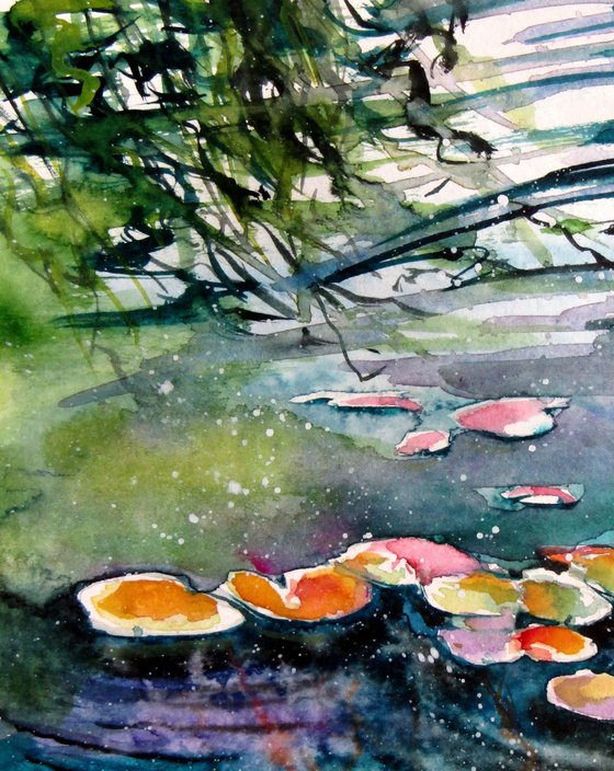 Water lilies collection