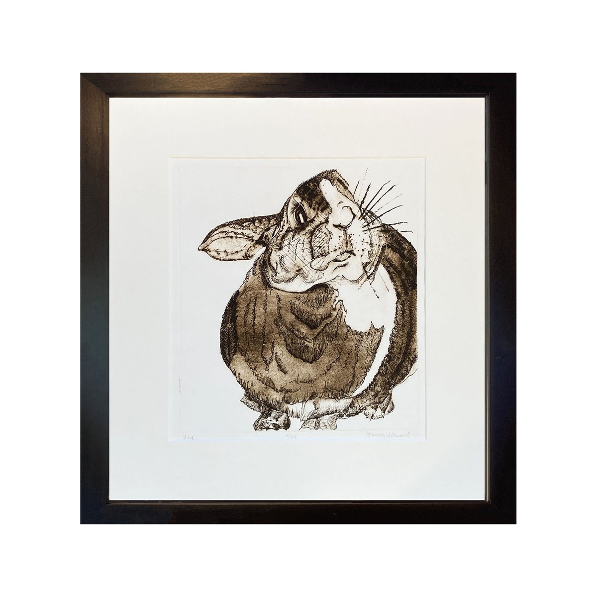 Fred - drypoint rabbit print by Francis Allwood