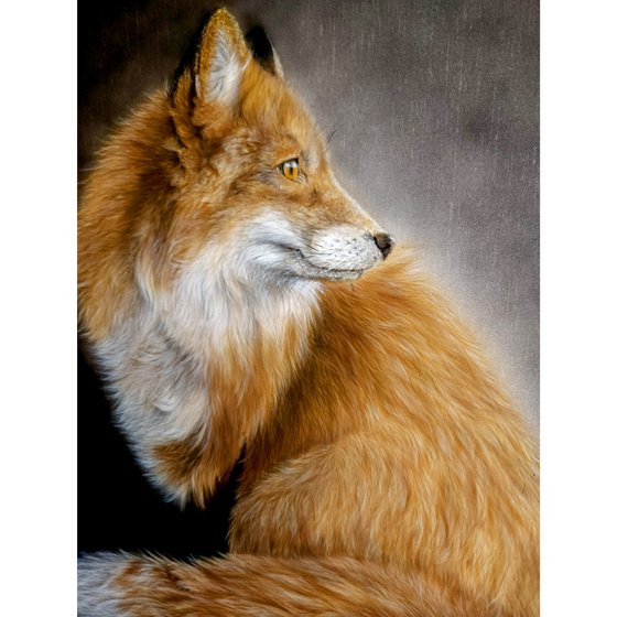 Red fox