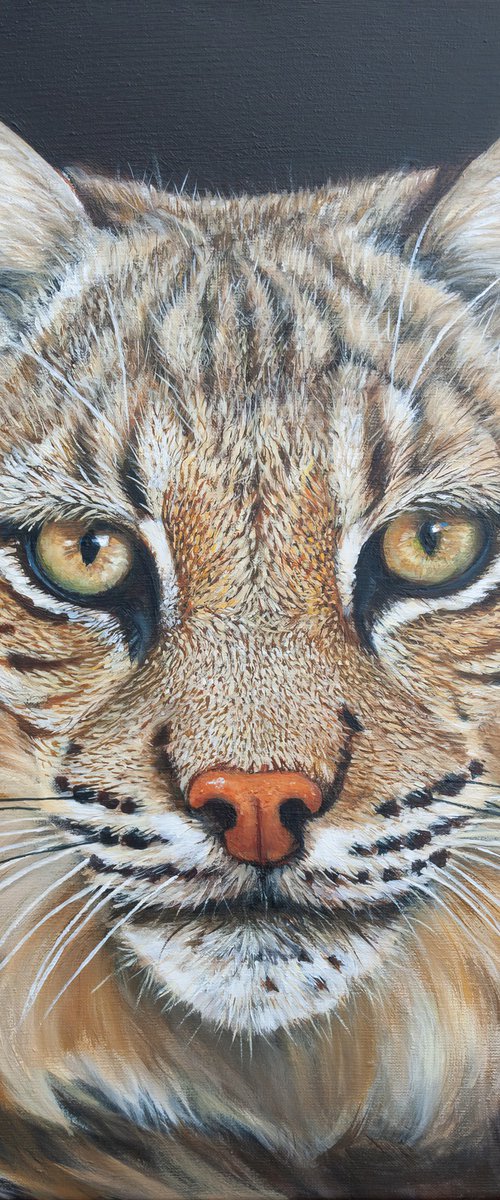 Lynx by Norma Beatriz Zaro