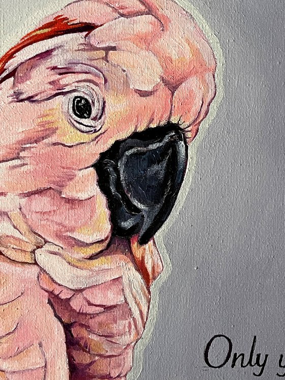 Seductive Mister Pink Cockatoo