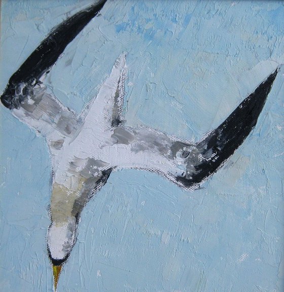 Life and Death of a Gannet