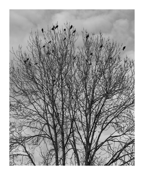 Jackdaws III