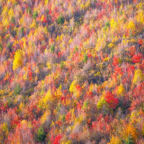 Autumn Wonderland by Nick Psomiadis