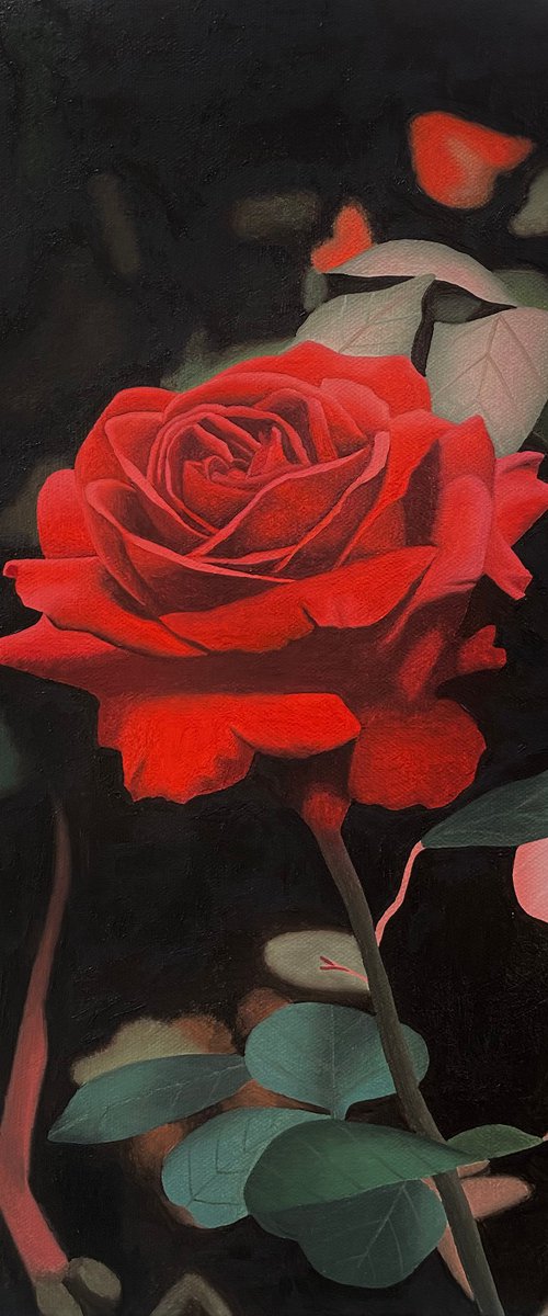 Single Red Rose by Jill Ann Harper