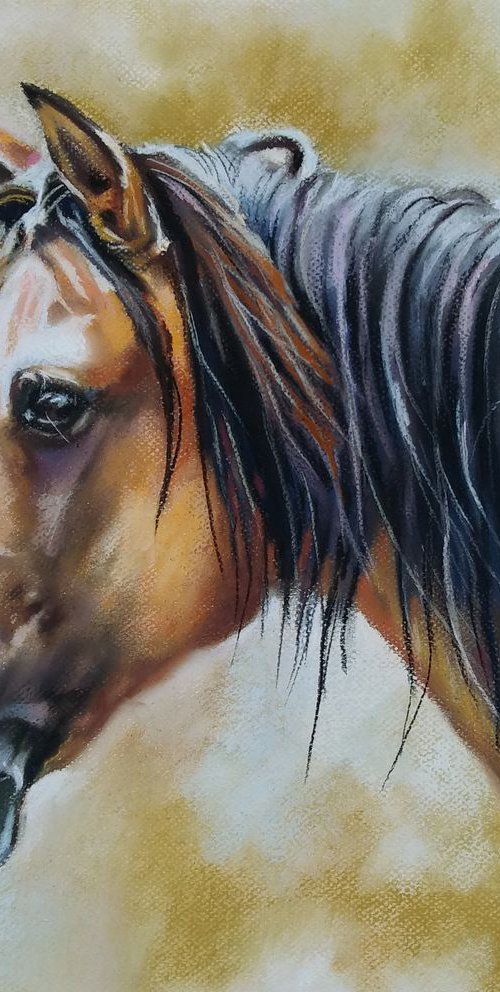 From the cycle portraits of horses  "Honey" by Magdalena Palega