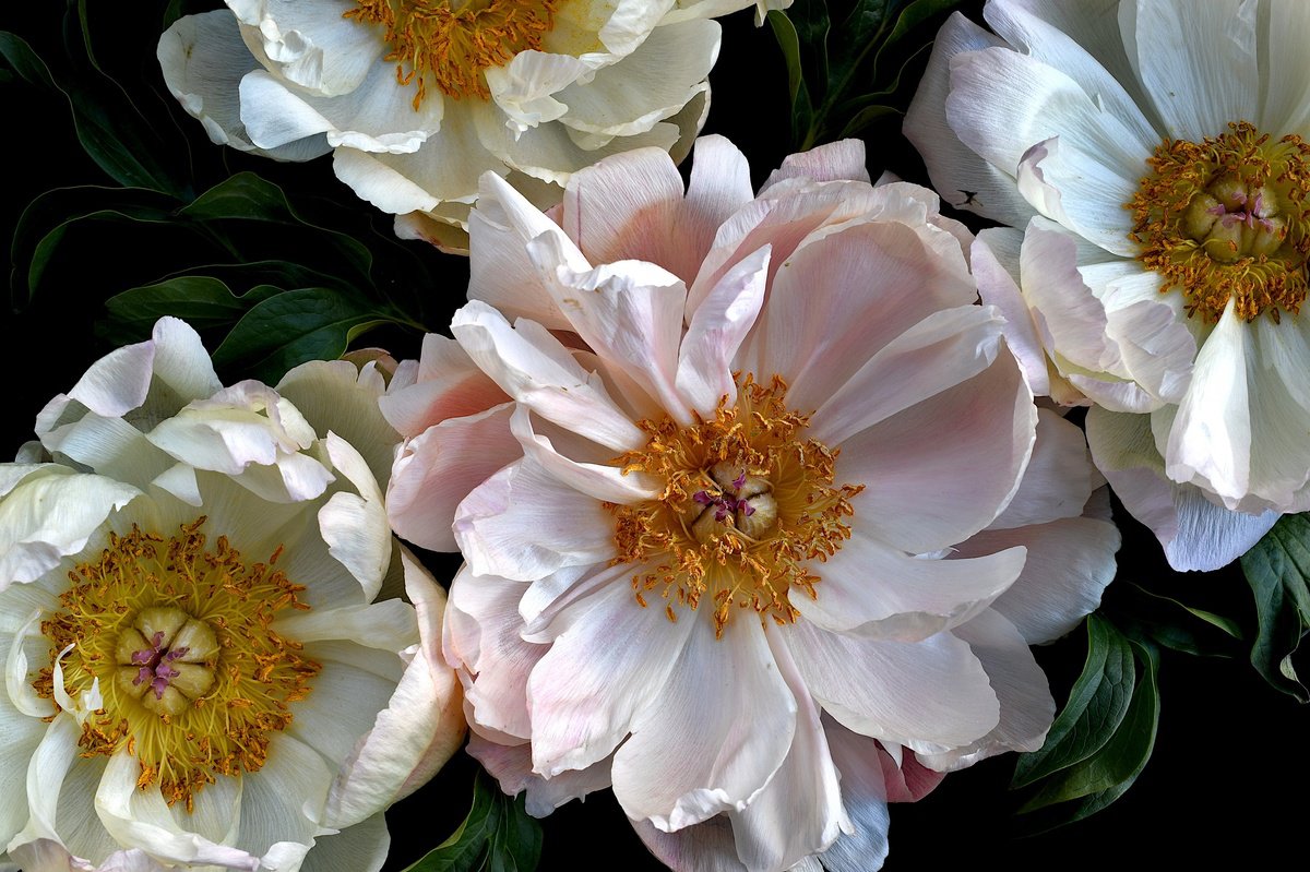 Botanical Photograph By Nadia Culph, 35 X 24", Pink And White Peonies, Original Artwork