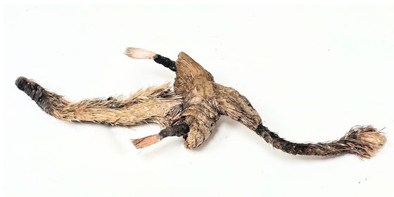 SEA DRAGON