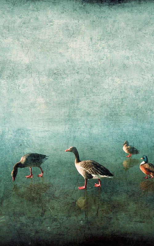 Ducks on Blue Ice by Nadia Attura