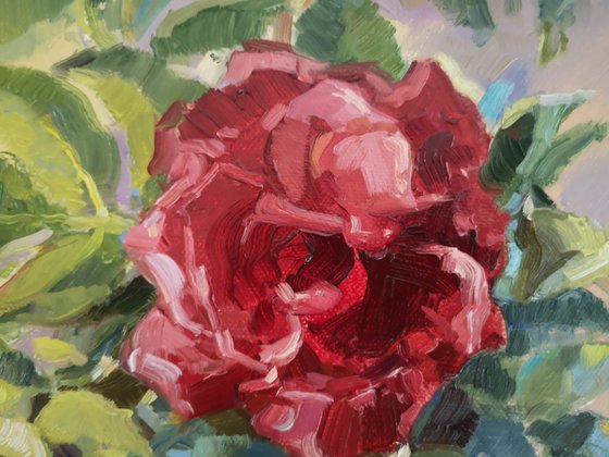 Fresh cut roses