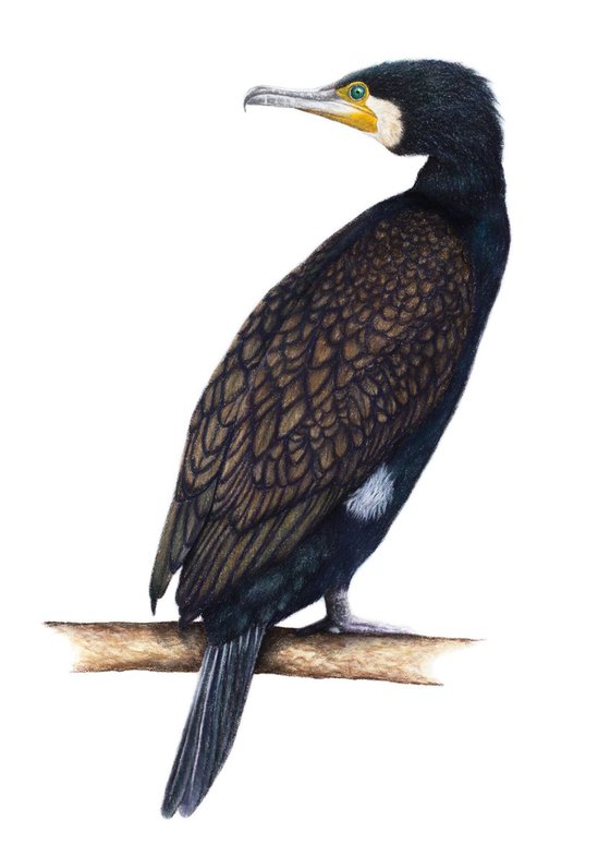 Original pastel drawing "Great cormorant"