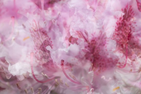 Pink 3