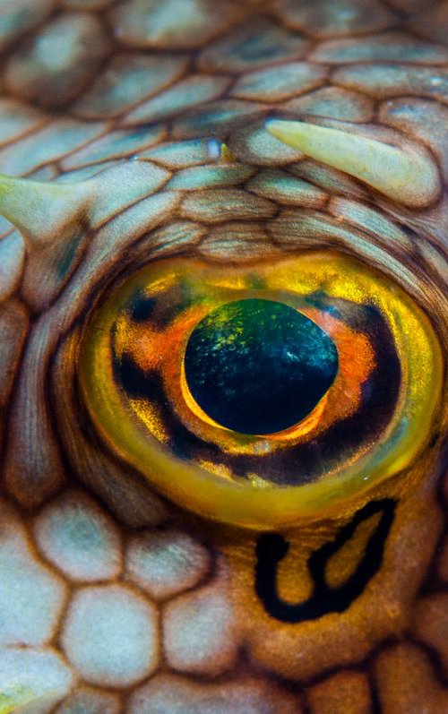 Eye of the Beholder - Metal Print - Ready To Hang - Underwater Macro - Grenada by Ilya Gusinski