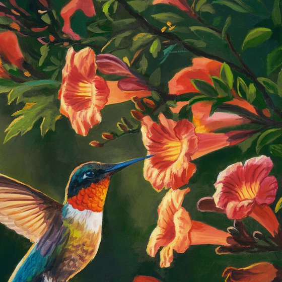 Hummingbird with trumpet vine