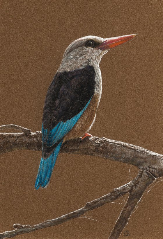 Original pastel drawing bird "Grey-Headed Kingfisher"