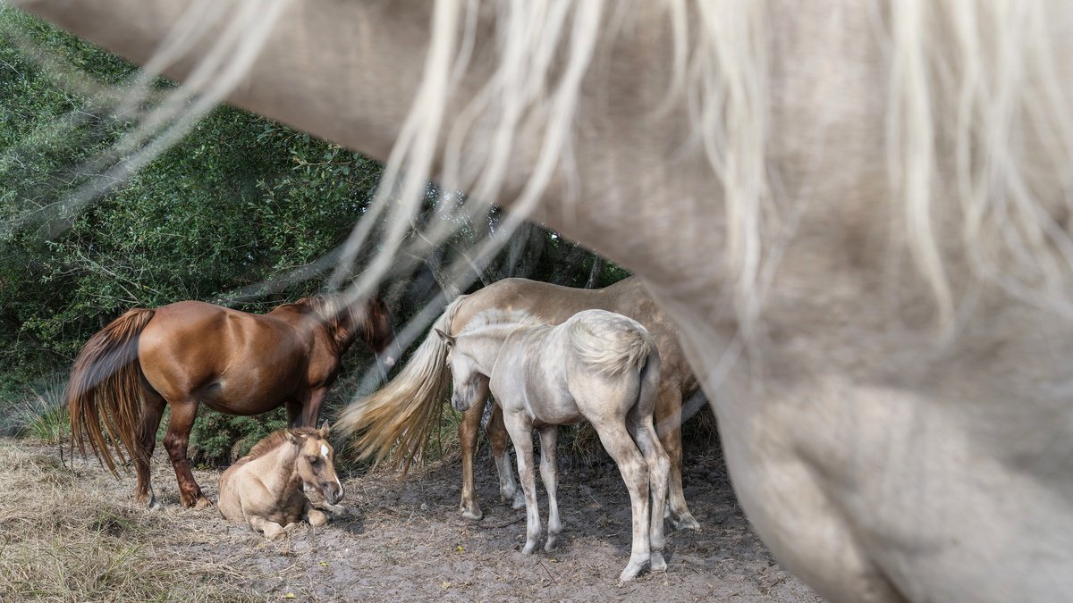 Photorealistic Animal Photograph By Andrew Lever, 62 X 35, The Afternoon Nap, Original Artwork