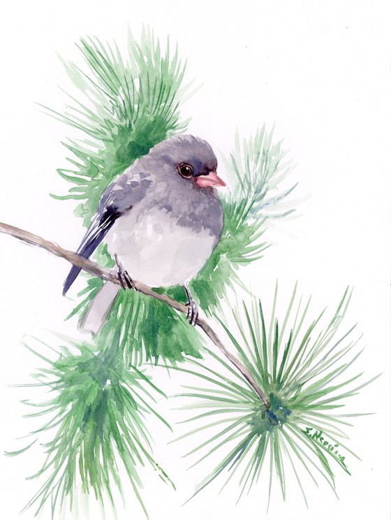 Dark Eyed Junco