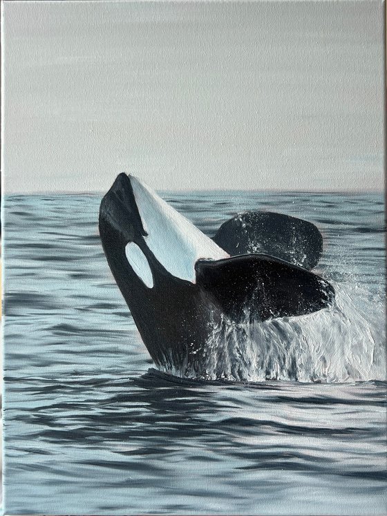 Smiling Orca