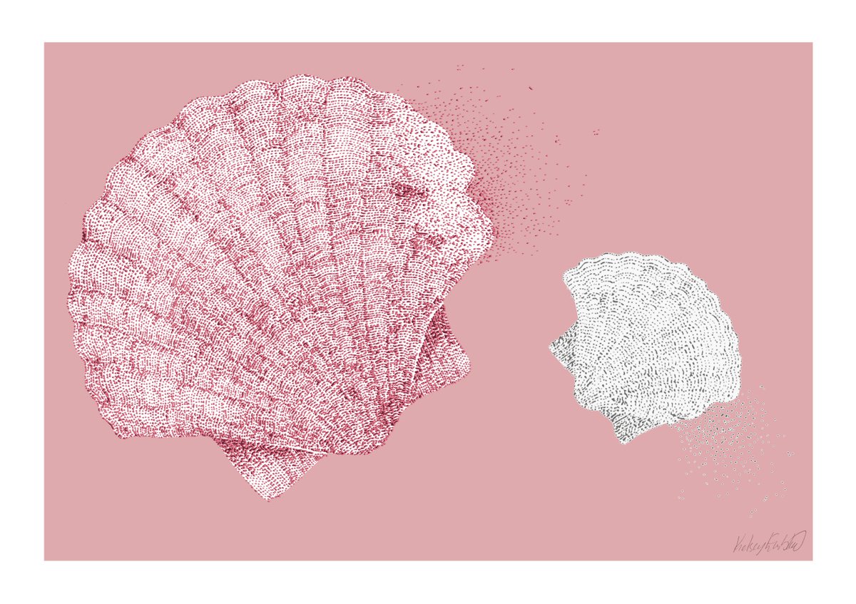 Look Shells - Scallop Shell Illustration by Kelsey Emblow
