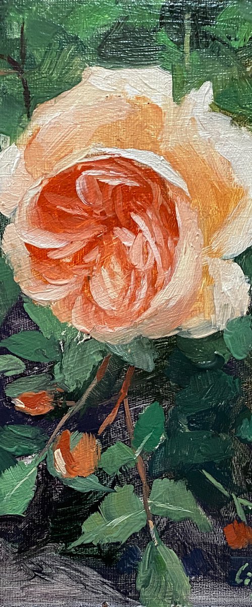 Rose Beauty #6 by Ling Strube