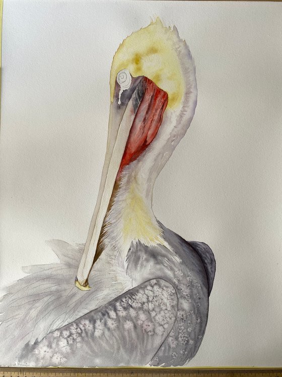 Brown Pelican Portrait