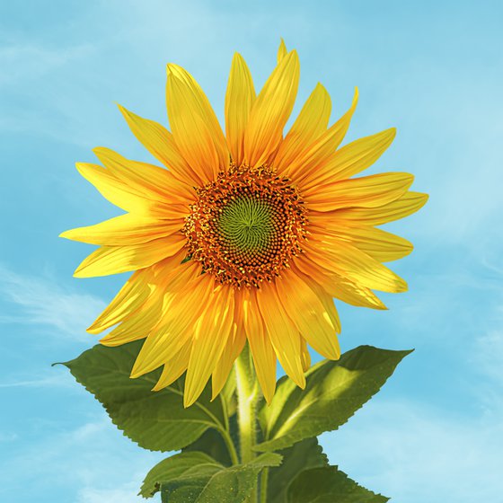 Sunflower blooming