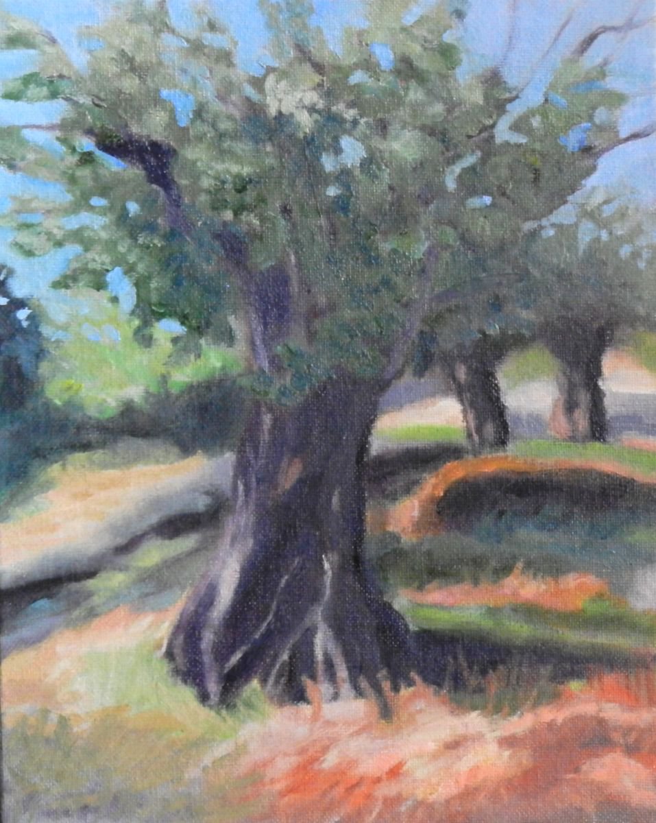 Olive Trees in Field by Aida Markiw