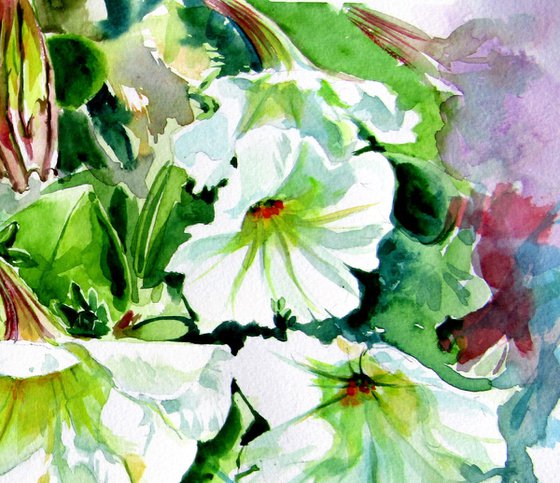 Petunia