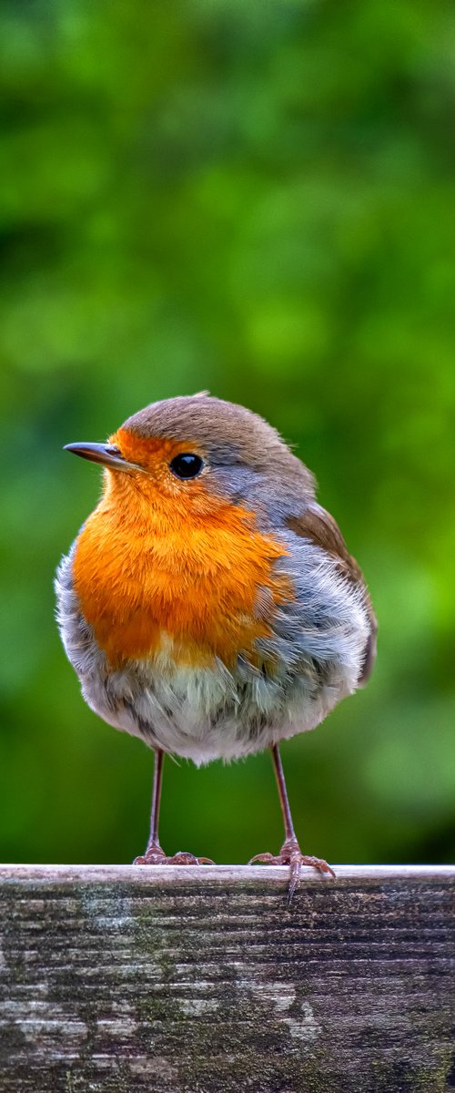 Robin Red Breast by Paul Nash