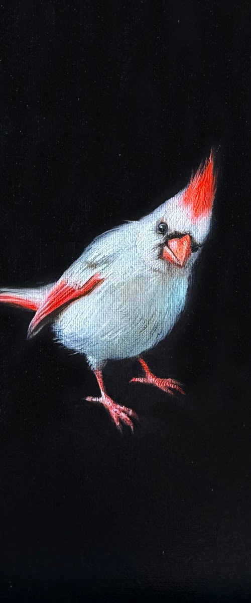 Cardinal Albinos by Nataly Derevyanko