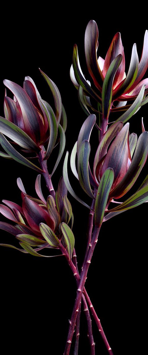 Leucadendron Salignum by Nadia Culph