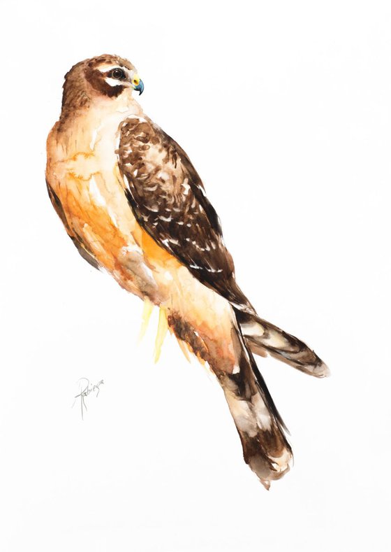 Montagu's Harrier - juv