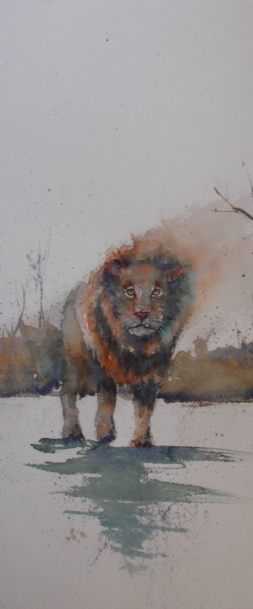 lion 4 by Giorgio Gosti