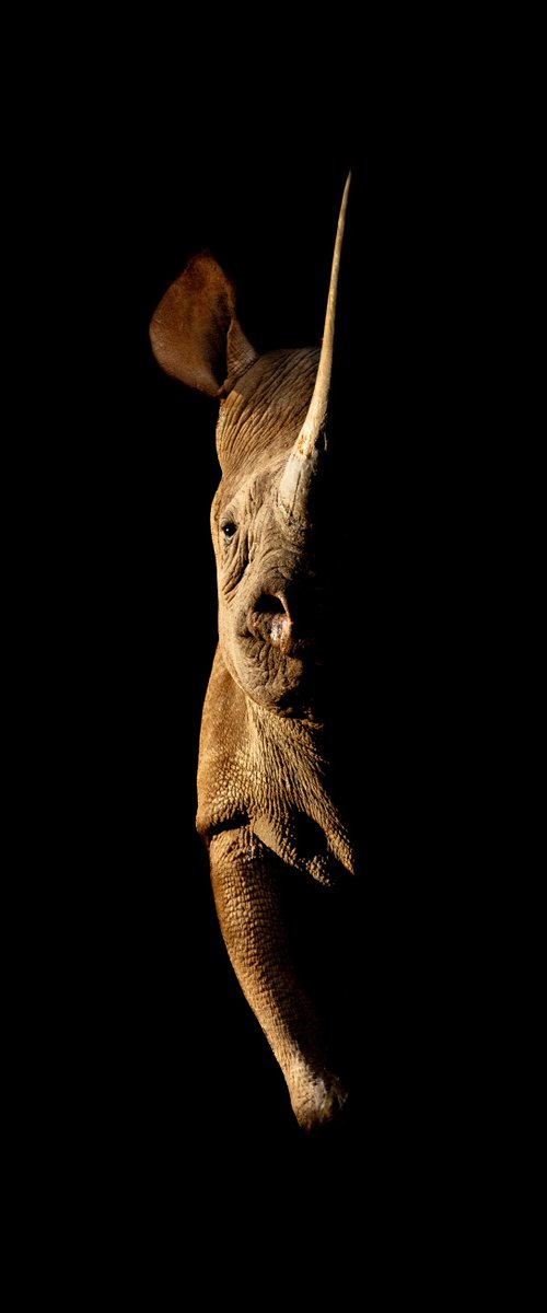 Eye of the Rhino by Nick Dale