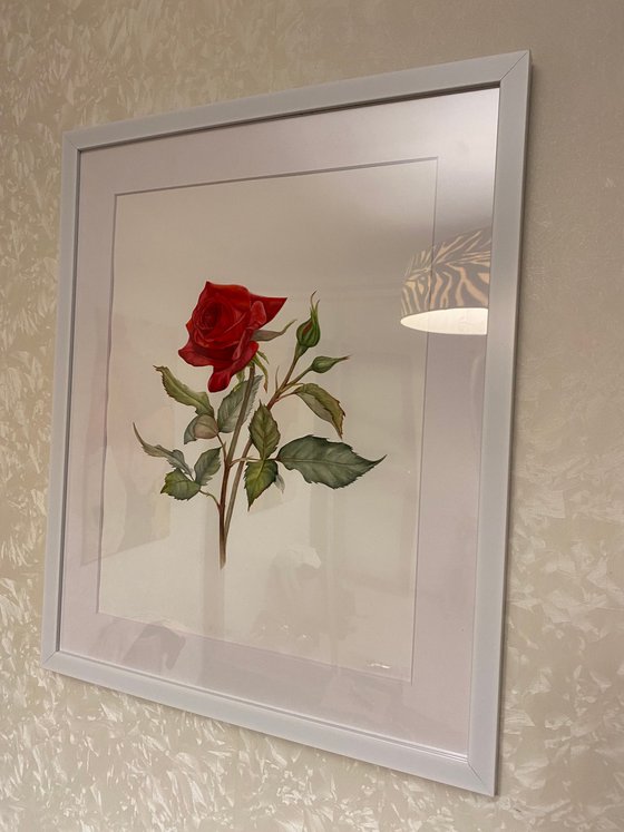 Red Rose Victory