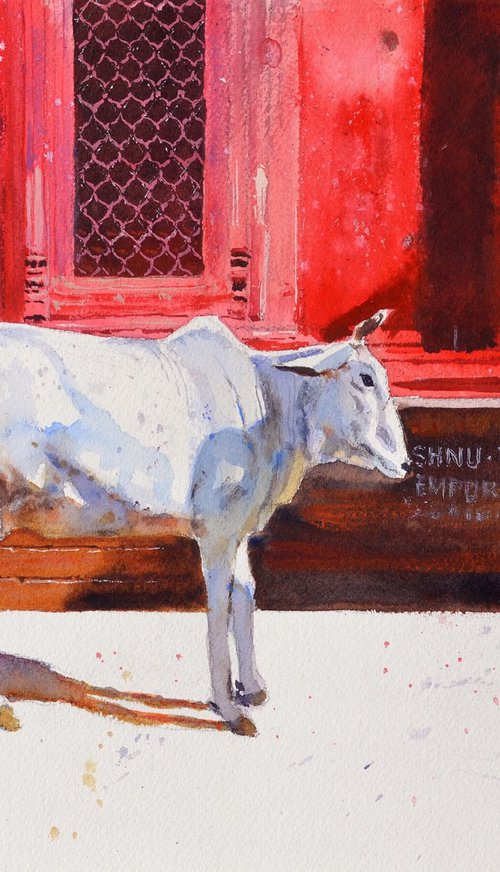 Benares cow by Ramesh Jhawar