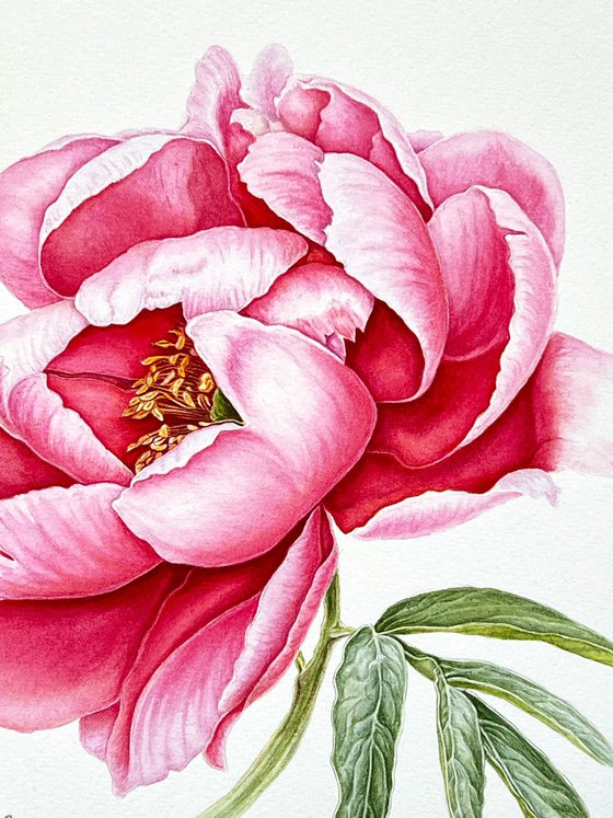 Pink peony