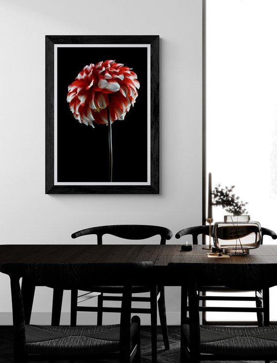 Dahlia Checkers