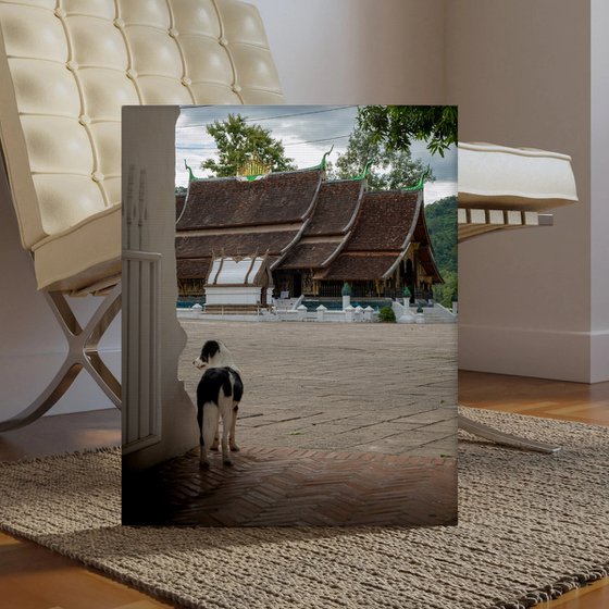 Temple Dogs of Laos No.4