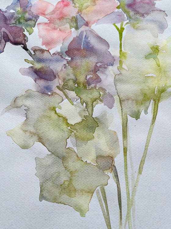 Sweet pea 11,4x15,7 in