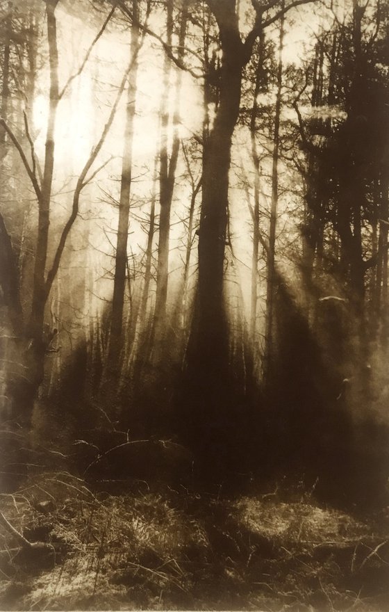 The Waking Woods