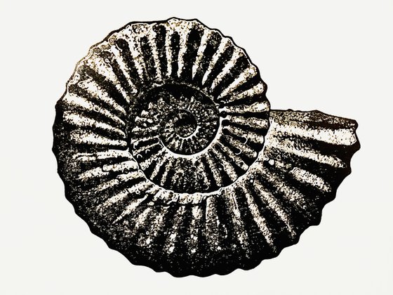 Ammonite (grey and black) linocut print