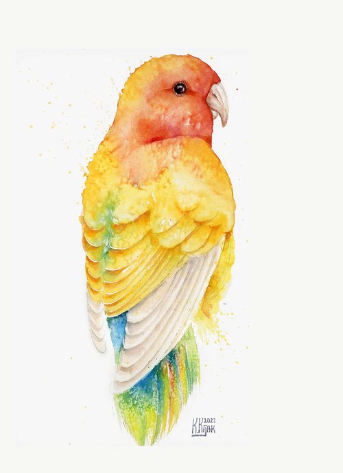 Lovebird parrot by Karolina Kijak