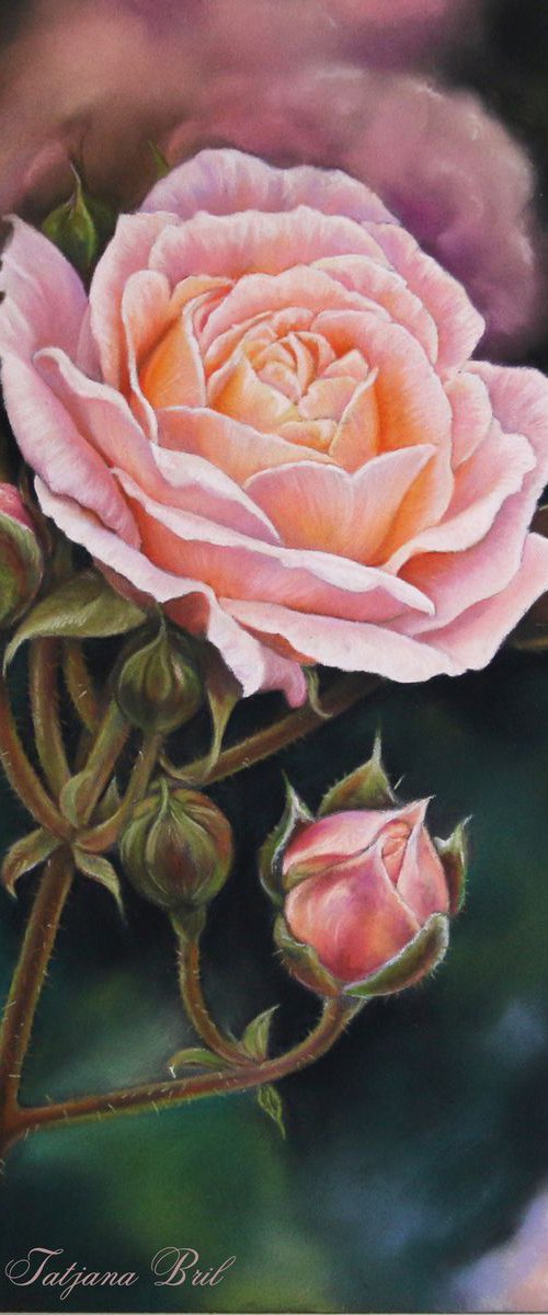 Coral Rose by Tatjana Bril