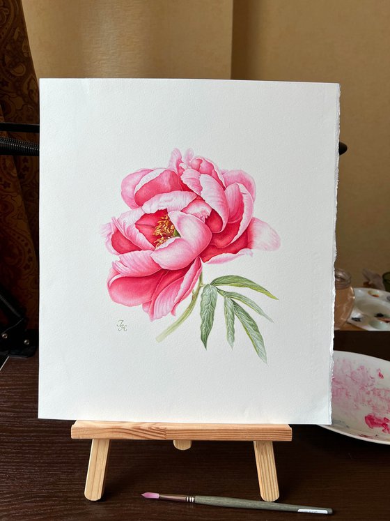 Pink peony