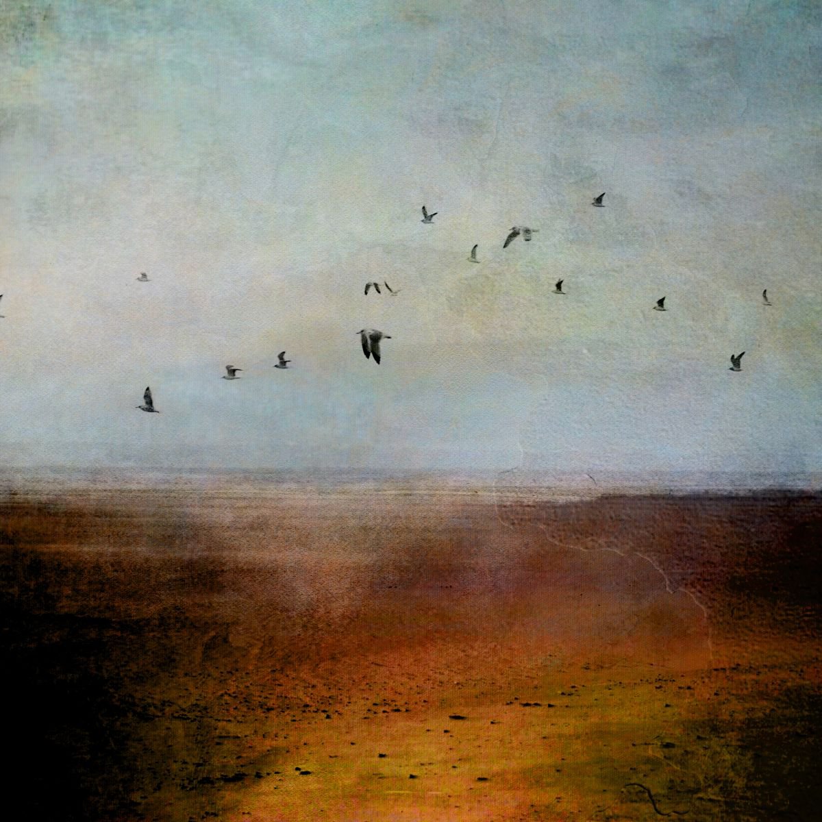 birds on coast by Boris Nov�k