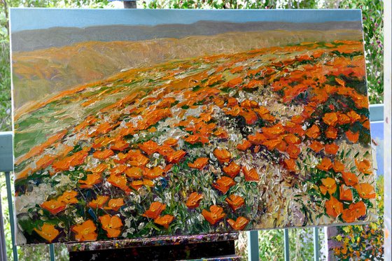 California Poppies