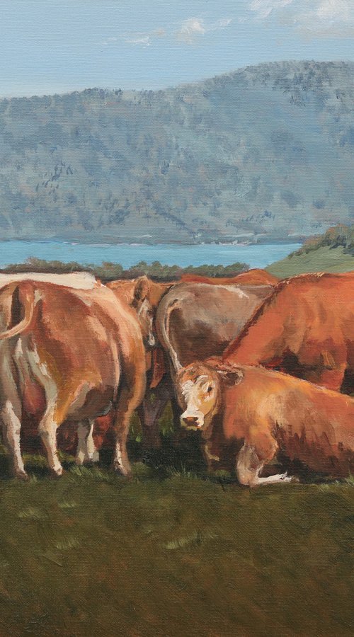Cows above Zugersee by Tom Clay